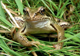 grasfrosch