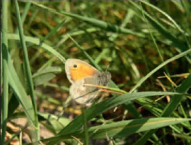heufalter