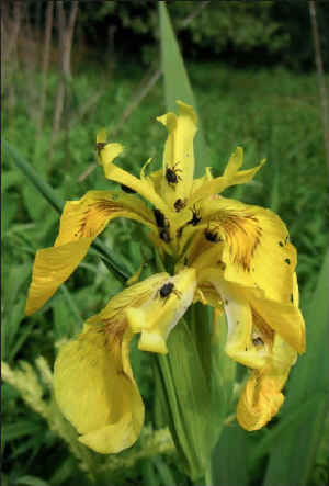 iris