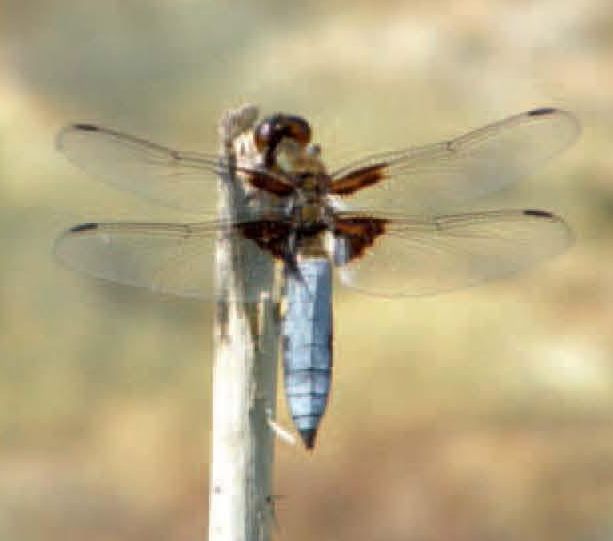 libelle