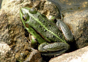 wasserfrosch